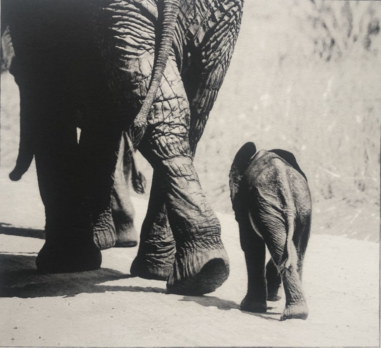 Sem Larsen - The Baby Elephant II