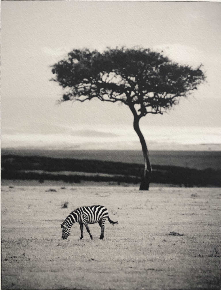 Sem Larsen - Savanna I/Zebra