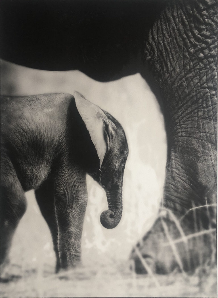 Sem Larsen - The Baby Elephant I