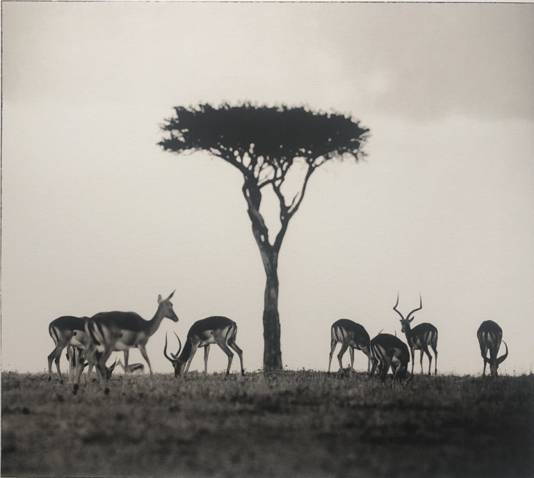 Sem Larsen - Savanna II/Impalor