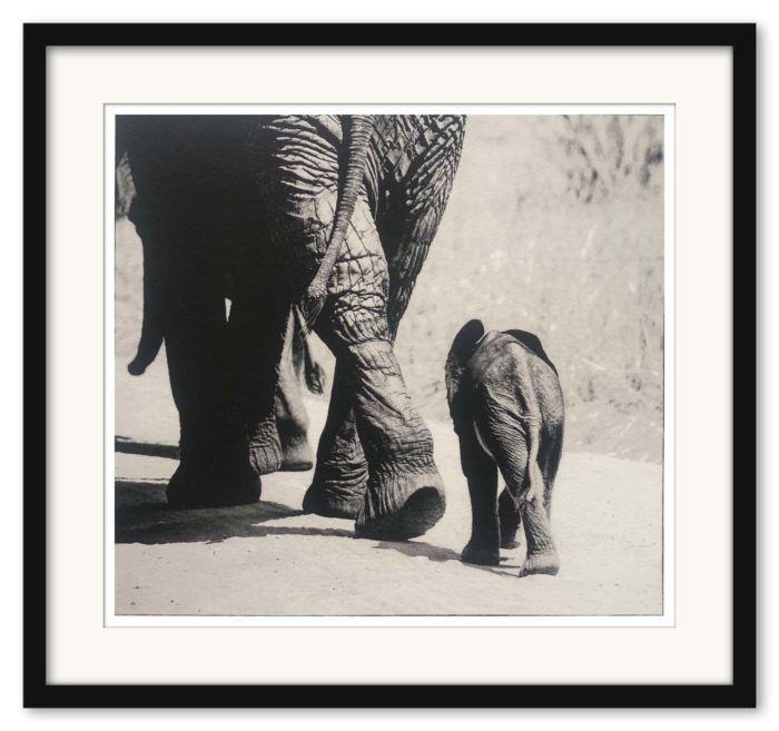 Sem Larsen - The Baby Elephant II - Bild 3