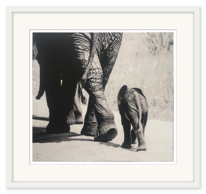 Sem Larsen - The Baby Elephant II - Bild 2