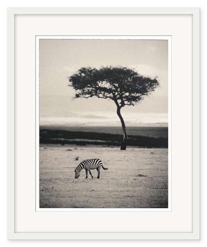 Sem Larsen - Savanna I/Zebra - Bild 2