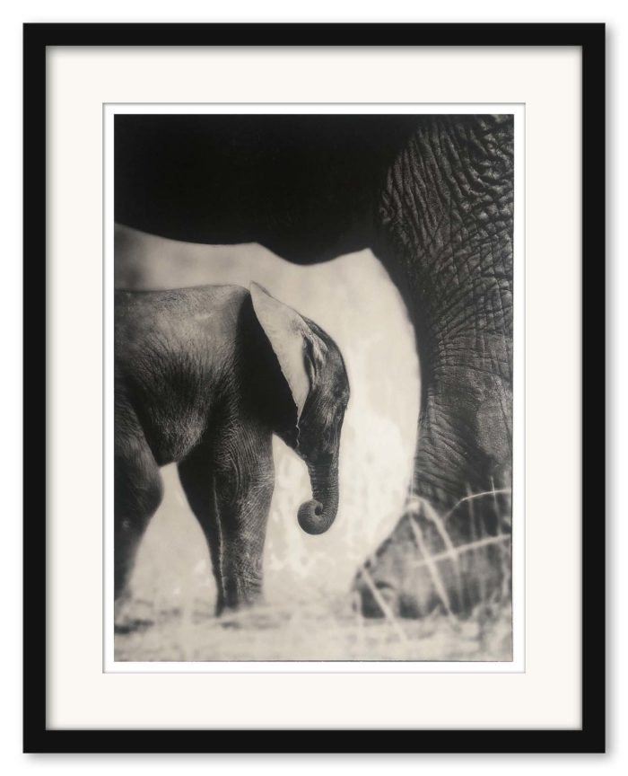 Sem Larsen - The Baby Elephant I - Bild 3