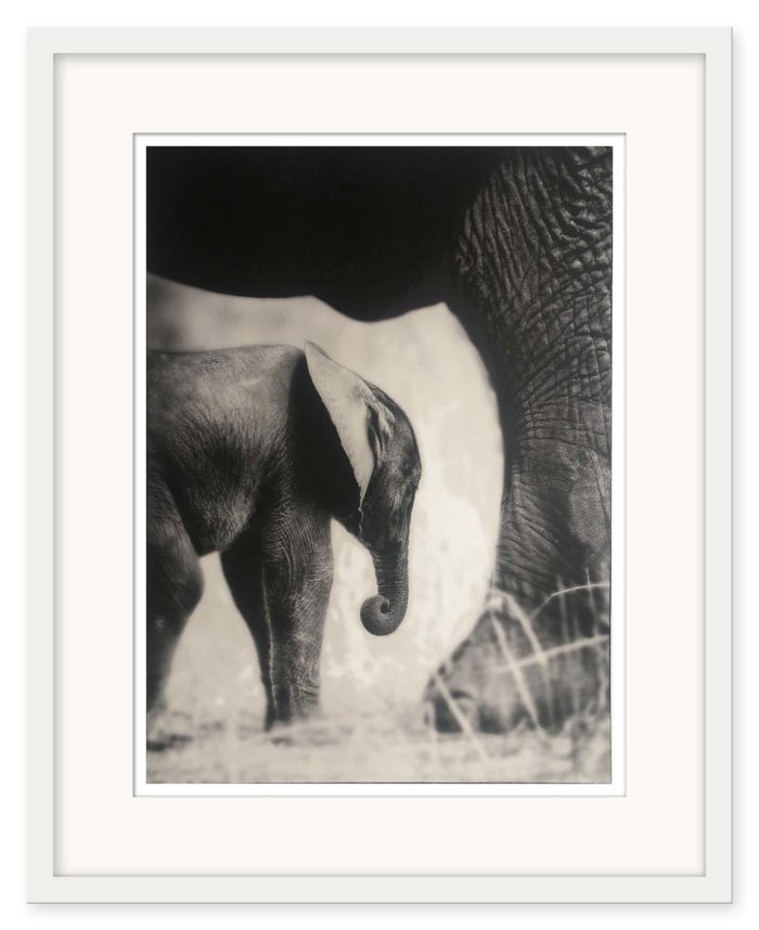 Sem Larsen - The Baby Elephant I - Bild 2