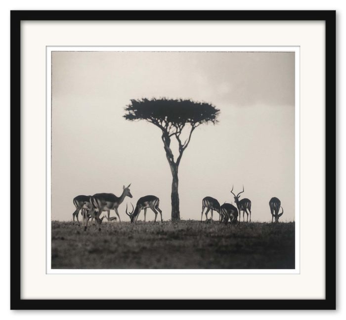 Sem Larsen - Savanna II/Impalor - Bild 3