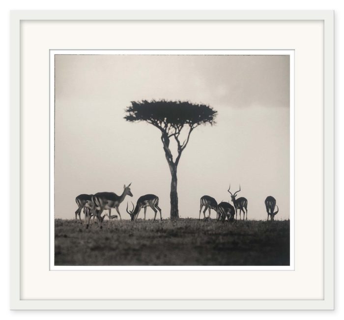 Sem Larsen - Savanna II/Impalor - Bild 2