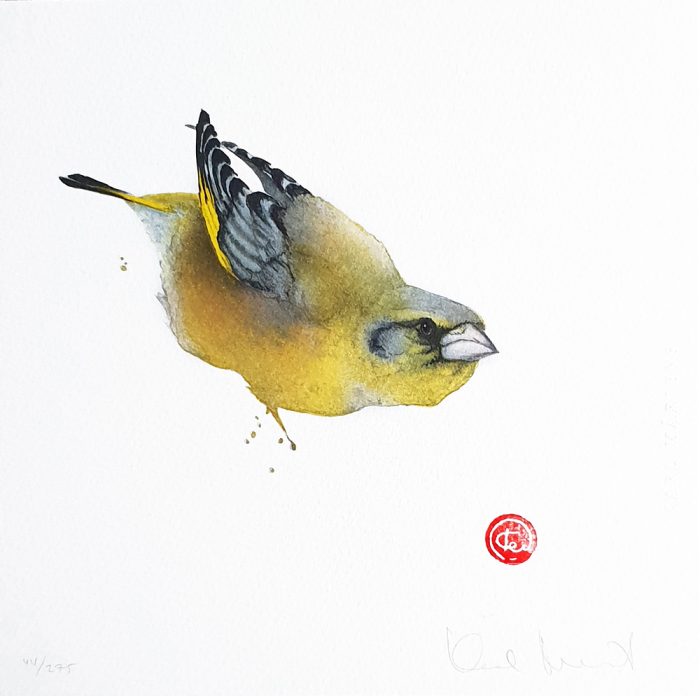 Karl Mårtens - Grönfink