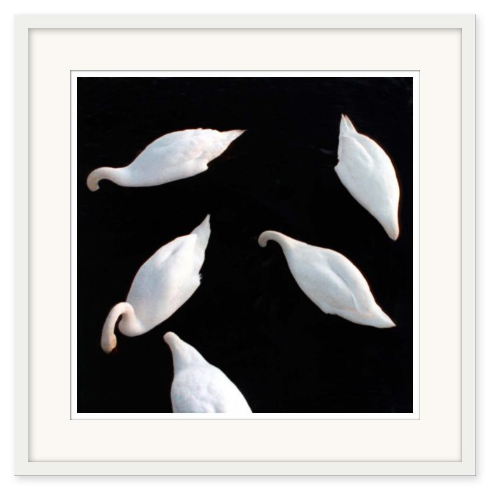 Mikael Bertmar - Dreamvision/The Swans - Bild 2