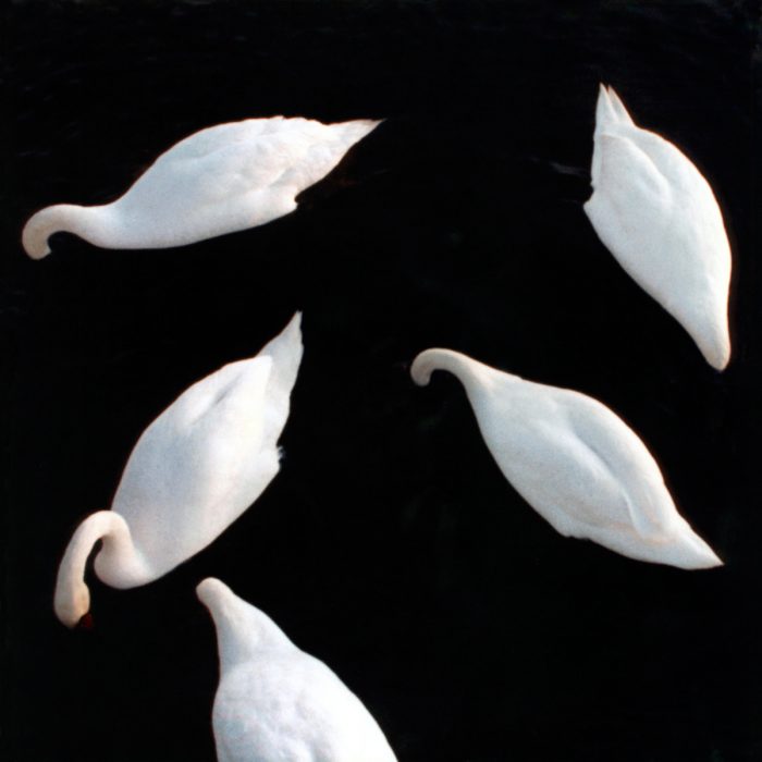 Mikael Bertmar - Dreamvision/The Swans