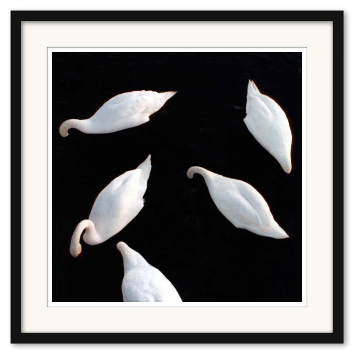 Mikael Bertmar - Dreamvision/The Swans - Bild 3