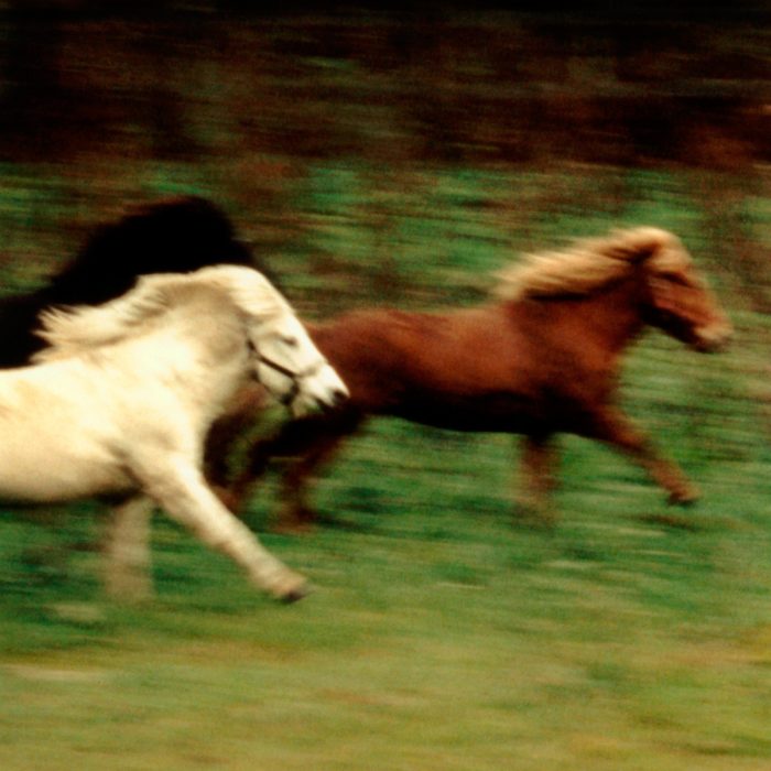 Mikael Bertmar - Dreamvision/The Horses