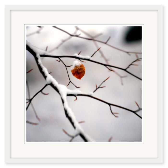 Mikael Bertmar - Dreamvision/The Leaf - Bild 2