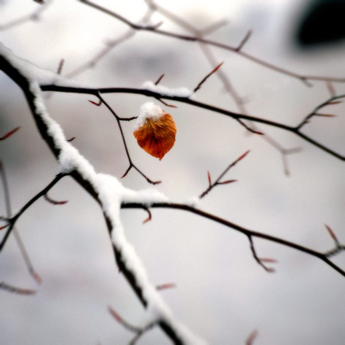 Mikael Bertmar - Dreamvision/The Leaf