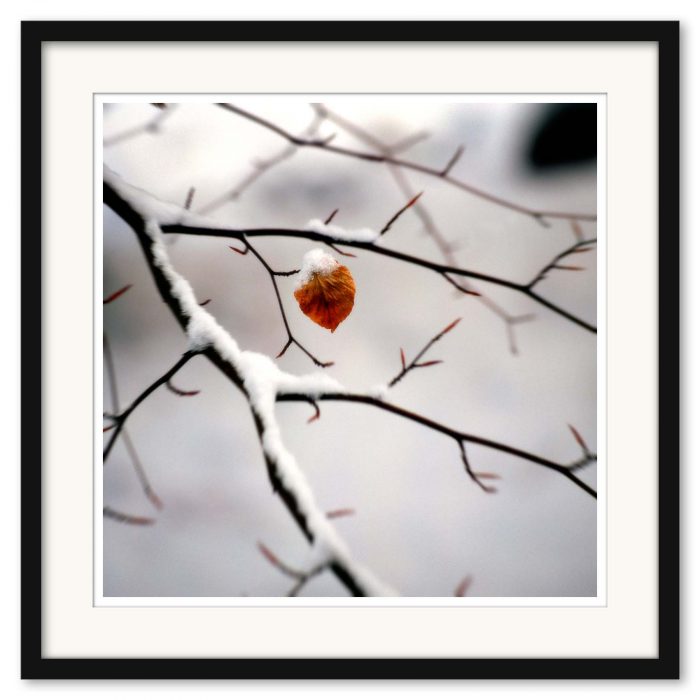 Mikael Bertmar - Dreamvision/The Leaf - Bild 3