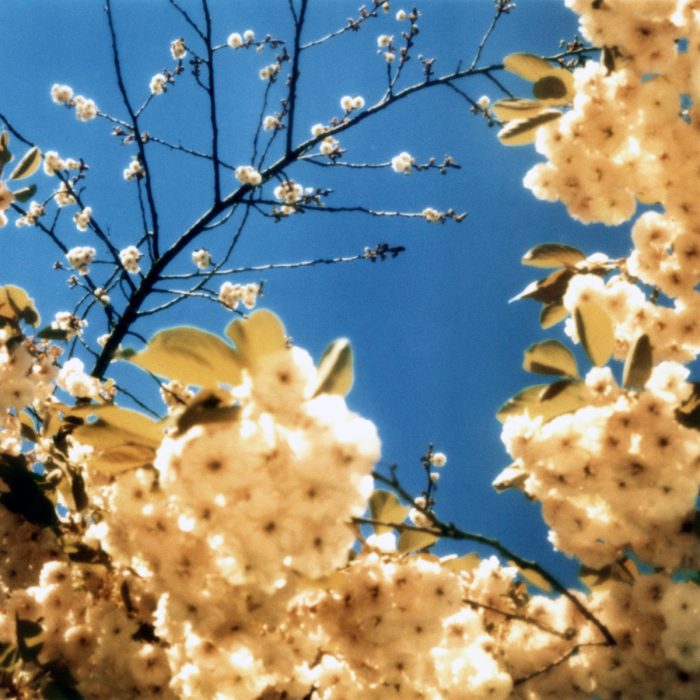 Mikael Bertmar - Dreamvision/The Oasis