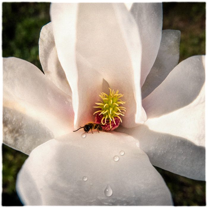 Mikael Bertmar - Naturalis/The Flower