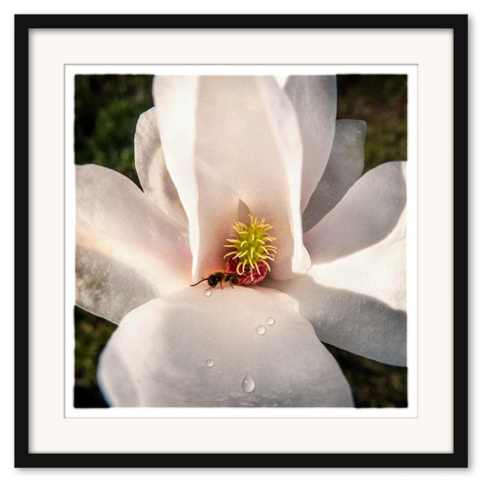 Mikael Bertmar - Naturalis/The Flower - Bild 3