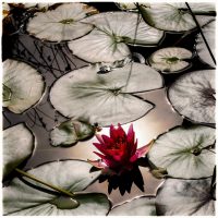 Mikael Bertmar - Naturalis/The Pond