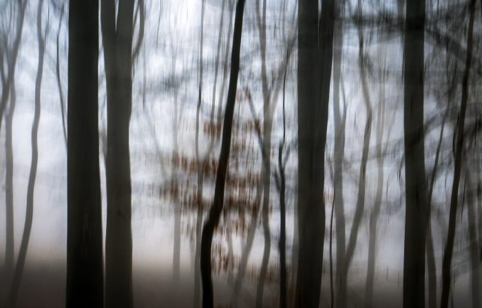 Mikael Bertmar - Fading Forest