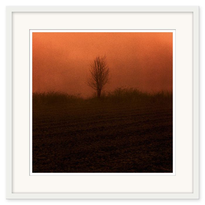 Mikael Bertmar - Dreamvision/The Tree - Bild 2