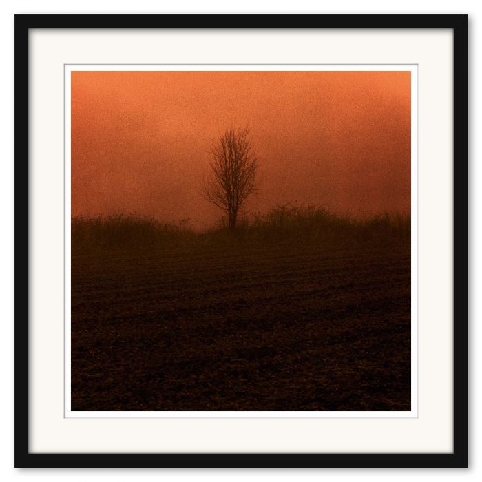 Mikael Bertmar - Dreamvision/The Tree - Bild 3