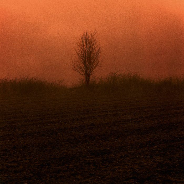 Mikael Bertmar - Dreamvision/The Tree
