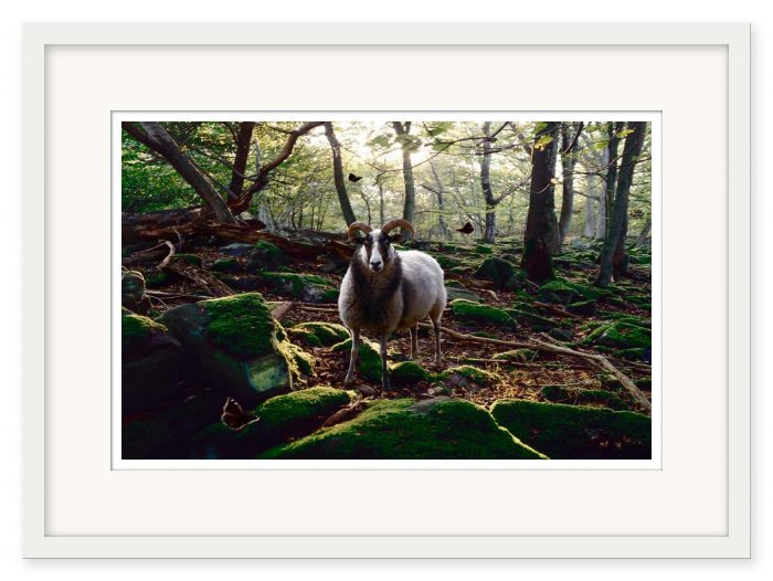 Mikael Bertmar - Deep In The Woods - Bild 2