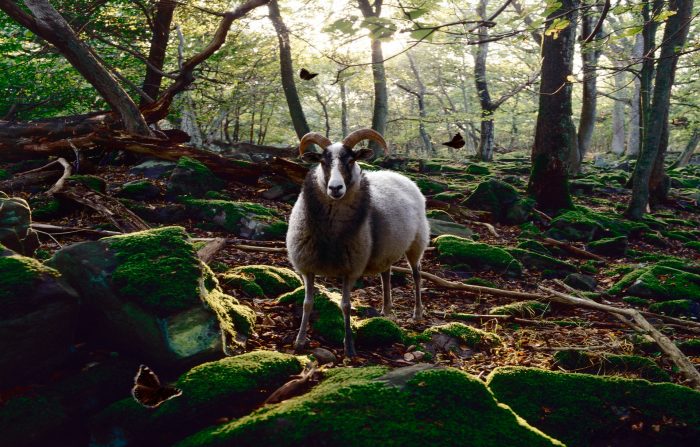 Mikael Bertmar - Deep In The Woods