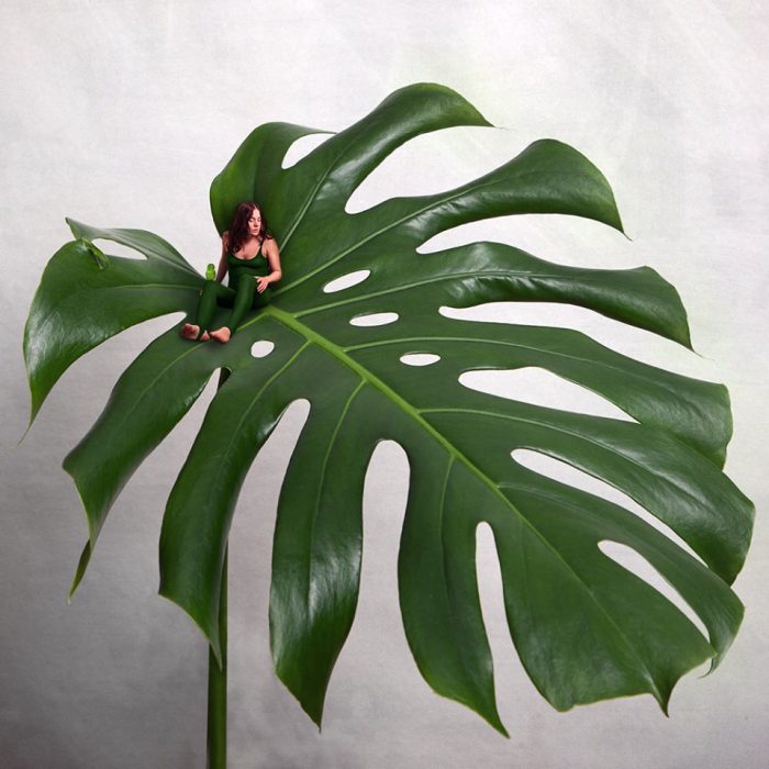 Sonja Hesslow - Monstera