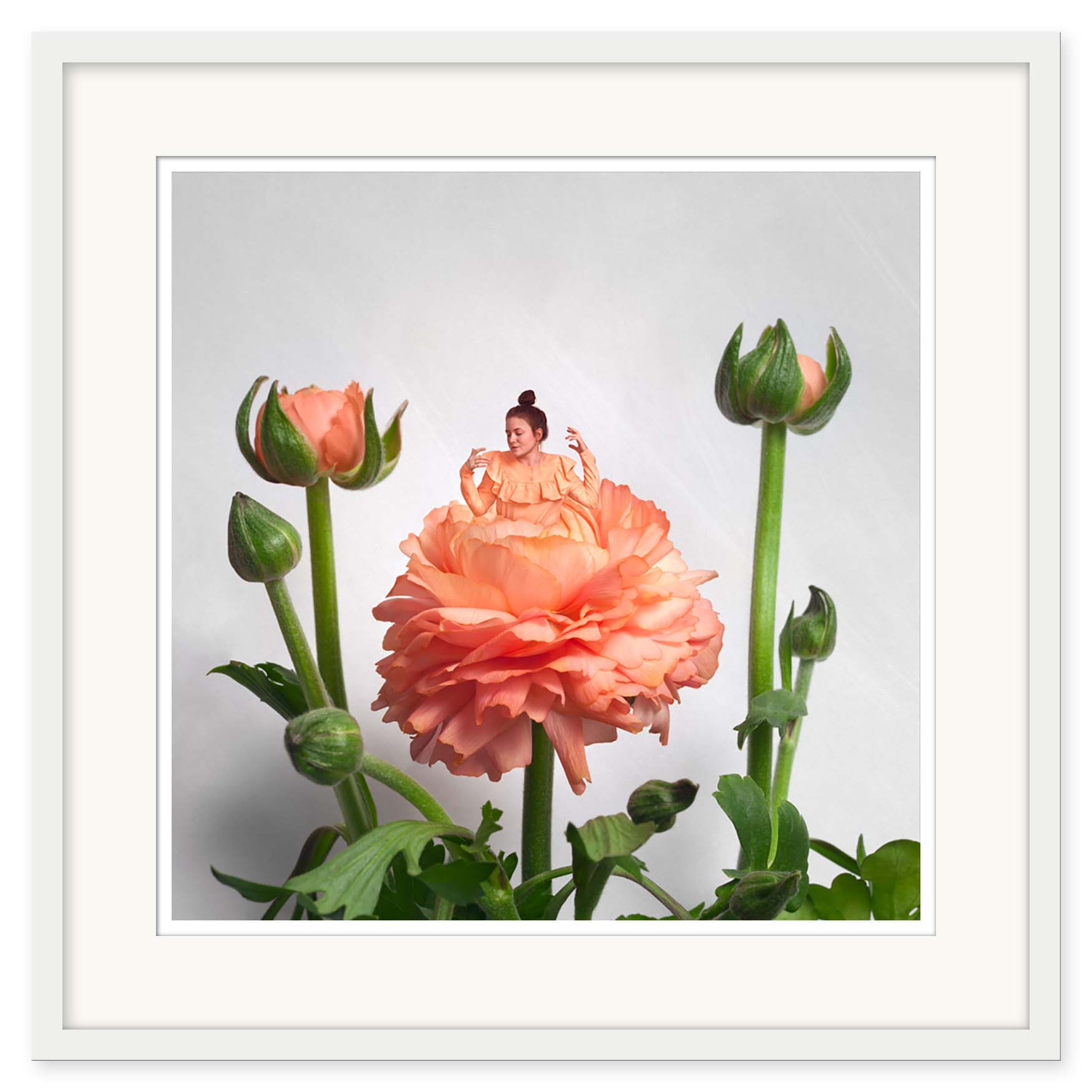 Sonja Hesslow - Ranunculus - Bild 2
