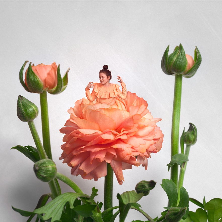 Sonja Hesslow - Ranunculus