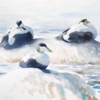 Morgan Johansson - Ejdrar, Öland