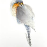 Karl Mårtens - Sparvhök